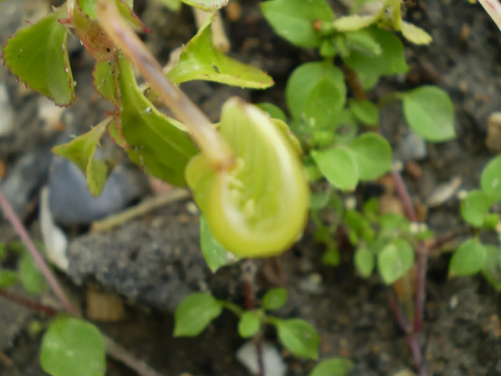 Impatiens, Busy Lizzie (Impatiens Walleriana) — each measuring about 1 to 2 inches in diameter