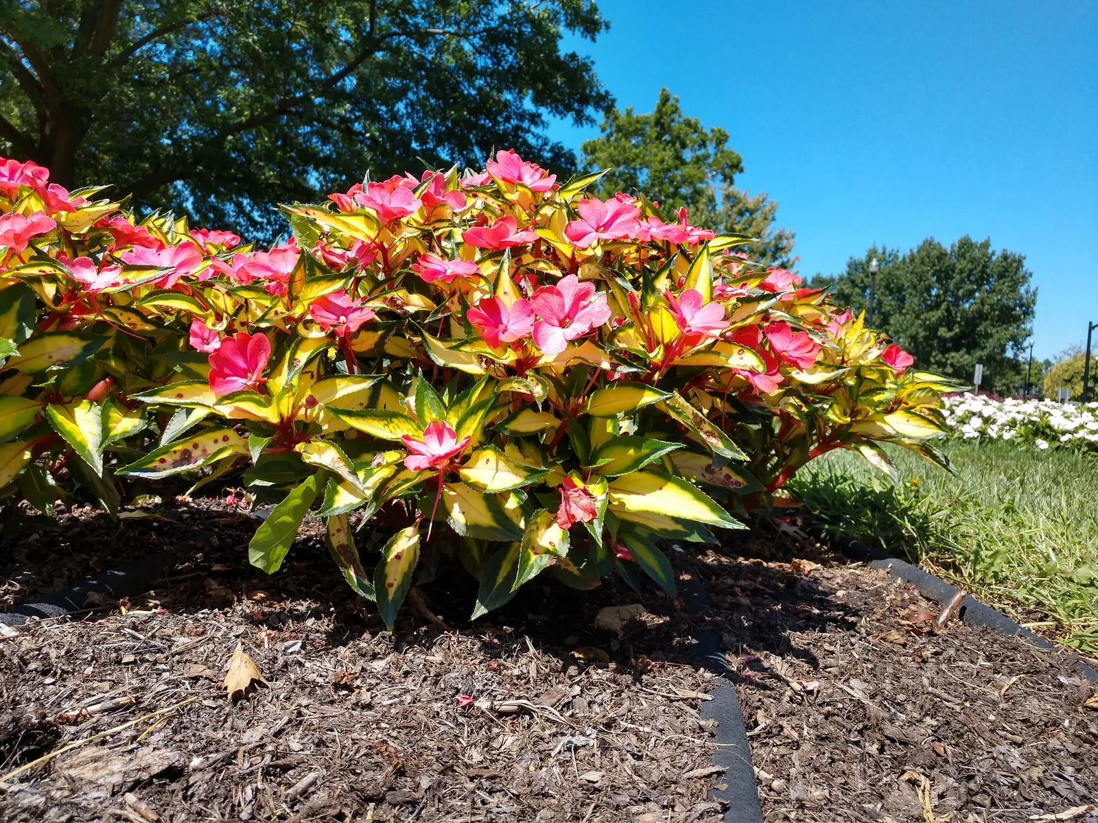 Impatiens, Busy Lizzie (Impatiens Walleriana) — often grown as an annual in temperate climates