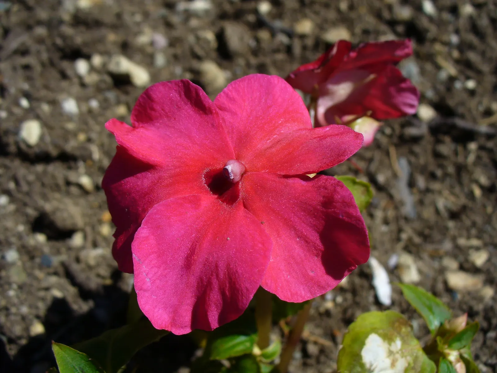 Impatiens, Busy Lizzie (Impatiens Walleriana) — Ideal for borders or containers