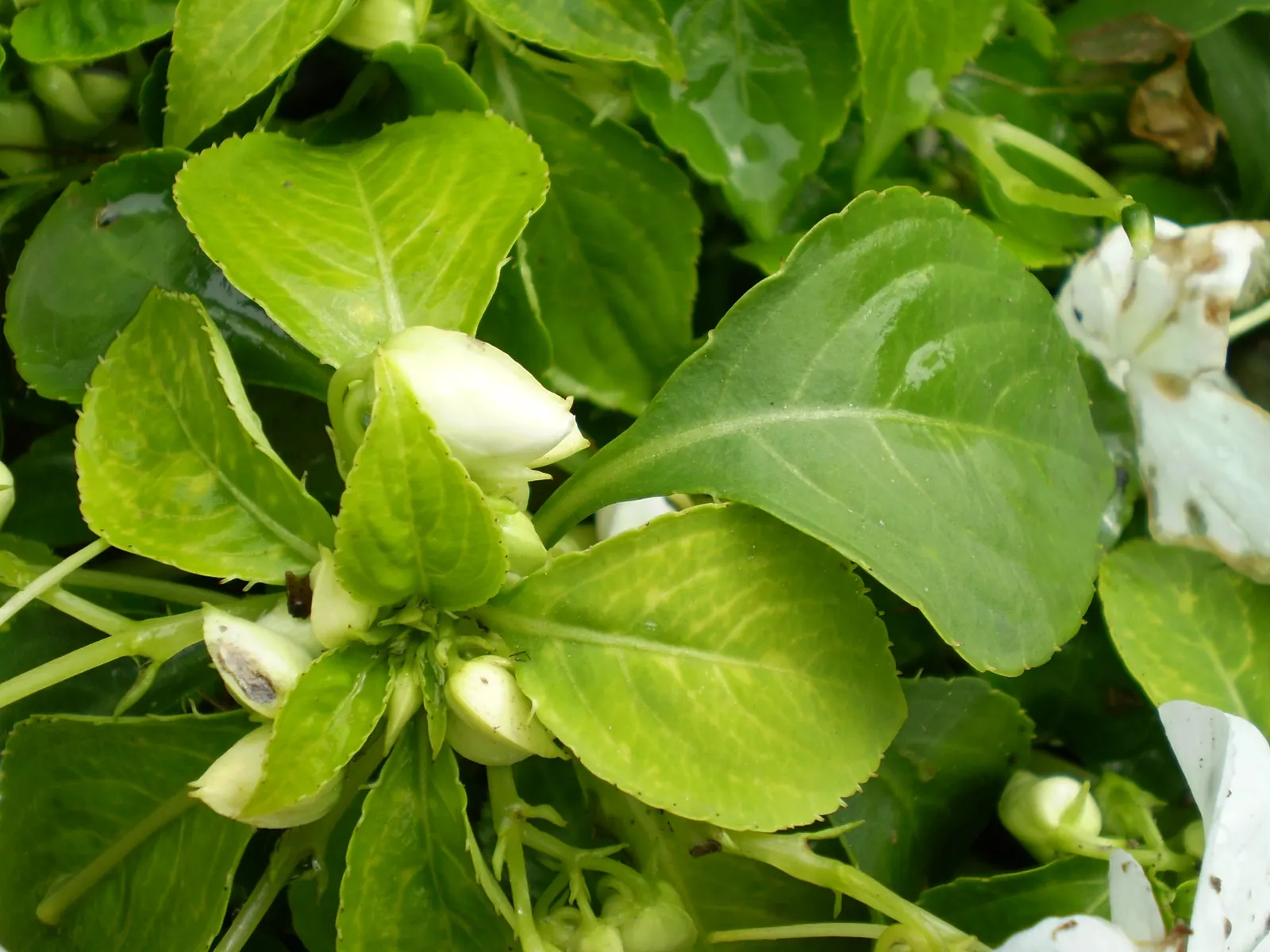 Impatiens, Busy Lizzie (Impatiens Walleriana) — which can lead to root rot; each measuring about 1 to 2 inches in diameter