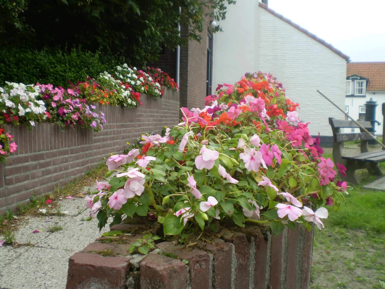 Impatiens, Busy Lizzie (Impatiens Walleriana) — Ideal for borders or containers; annual / ground cover / perennial for half or shade