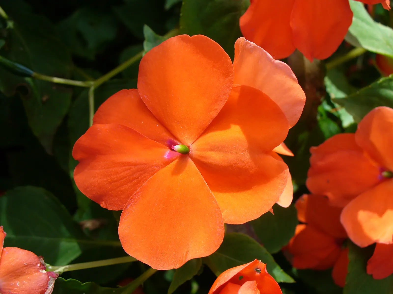Impatiens, Busy Lizzie (Impatiens Walleriana) — particularly suitable for borders; impatiens walleriana, commonly known as Busy Lizzie, is a vibrant, image 92