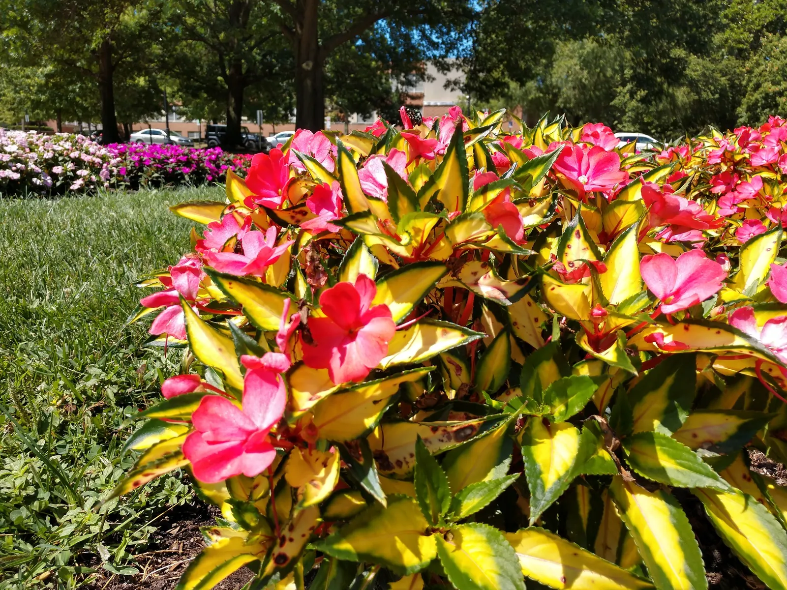 Impatiens, Busy Lizzie (Impatiens Walleriana) — It flourishes in partial to full shade conditions; especially in warmer climates, image 173