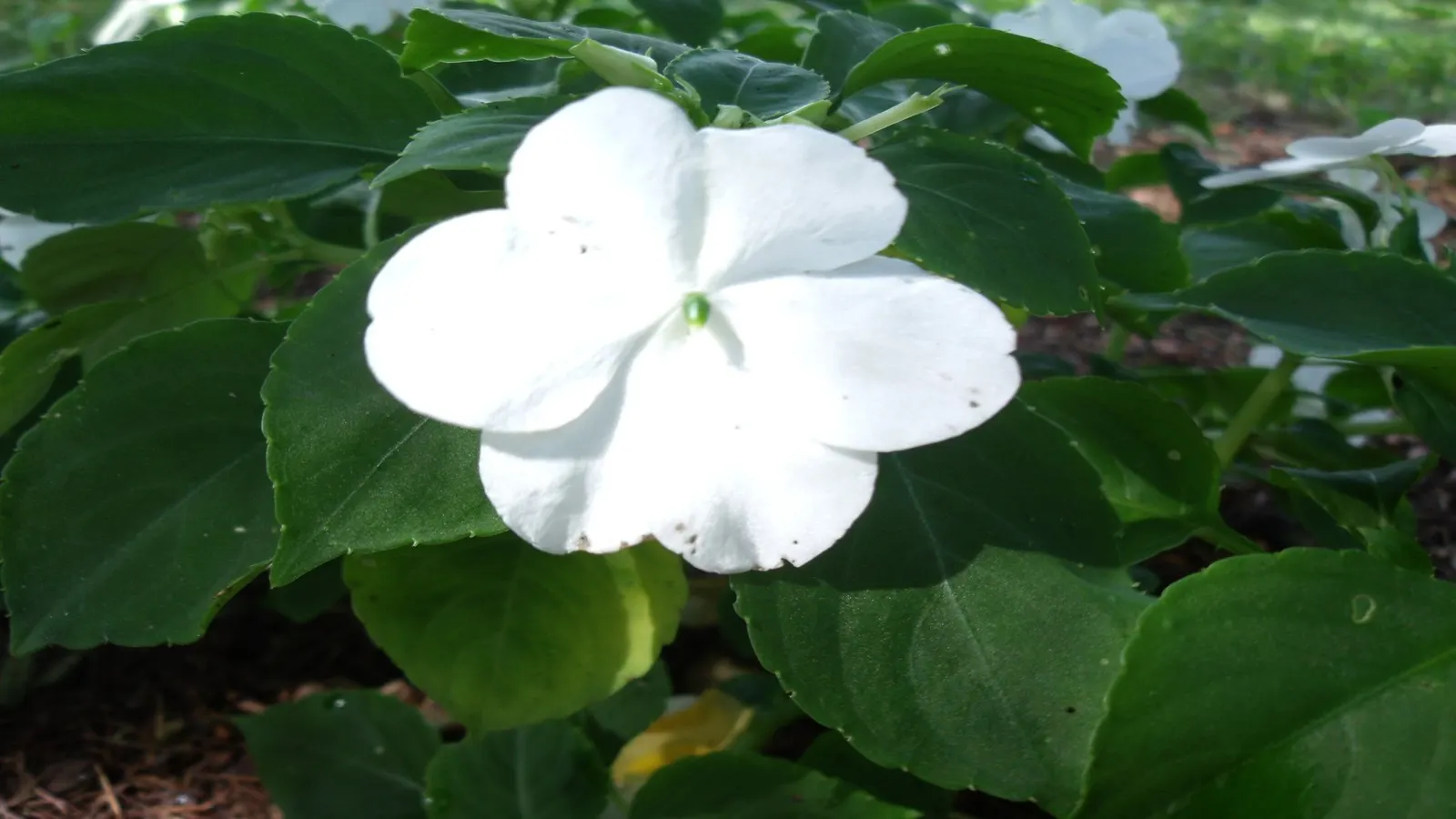 Impatiens, Busy Lizzie (Impatiens Walleriana) — each measuring about 1 to 2 inches in diameter; it flourishes in partial to full shade, reaching a, image 147