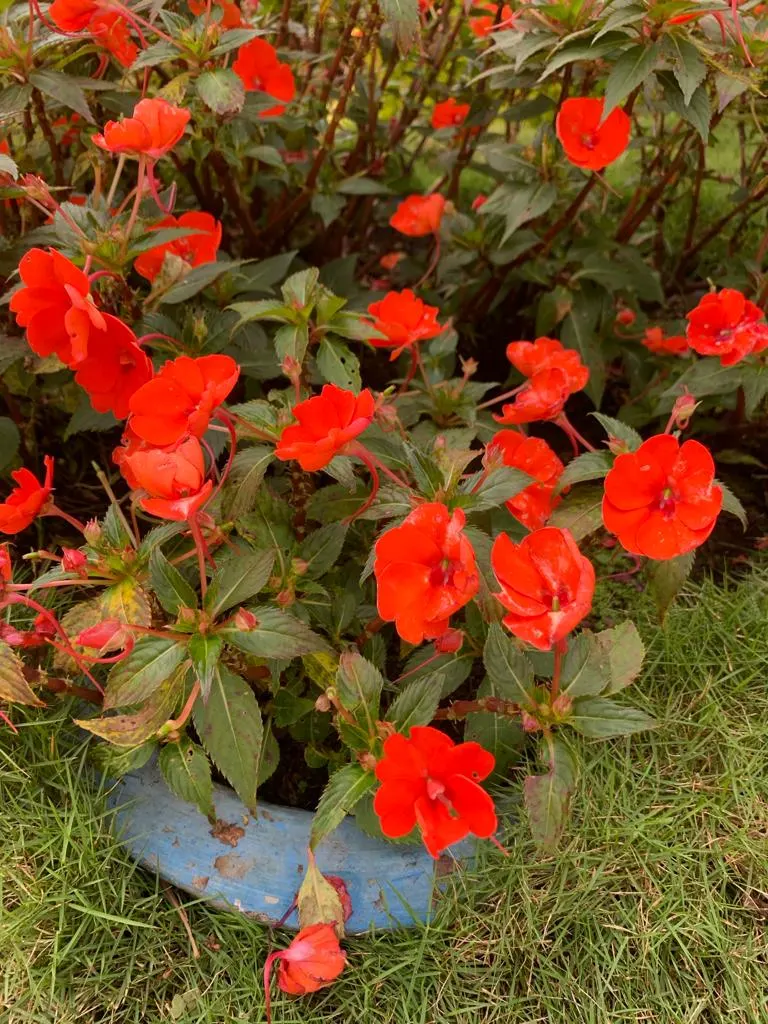 Impatiens, Busy Lizzie (Impatiens Walleriana) — lance-shaped leaves approximately 2 to 3 inches long; it flourishes in partial to full shade, image 112
