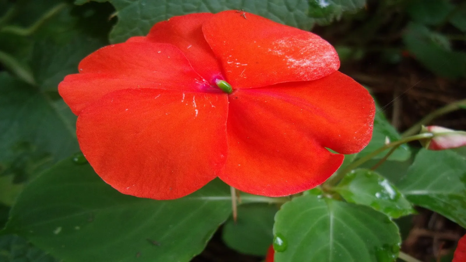 Impatiens, Busy Lizzie (Impatiens Walleriana) — Ideal for borders or containers; annual / ground cover / perennial for half or shade, image 69