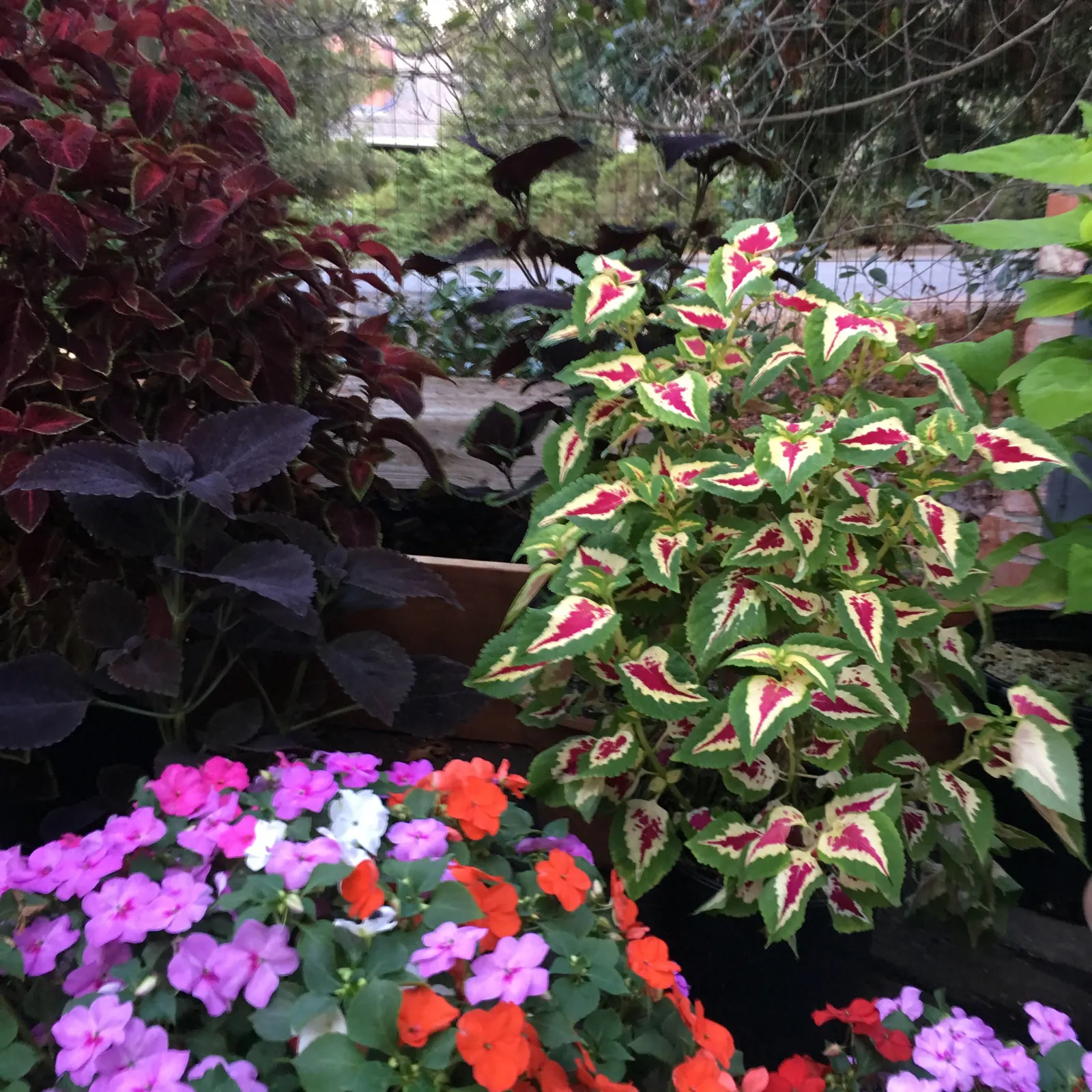 Impatiens, Busy Lizzie (Impatiens Walleriana) — colorful blossoms ranging from white to pink; but care should be taken to avoid waterlogging