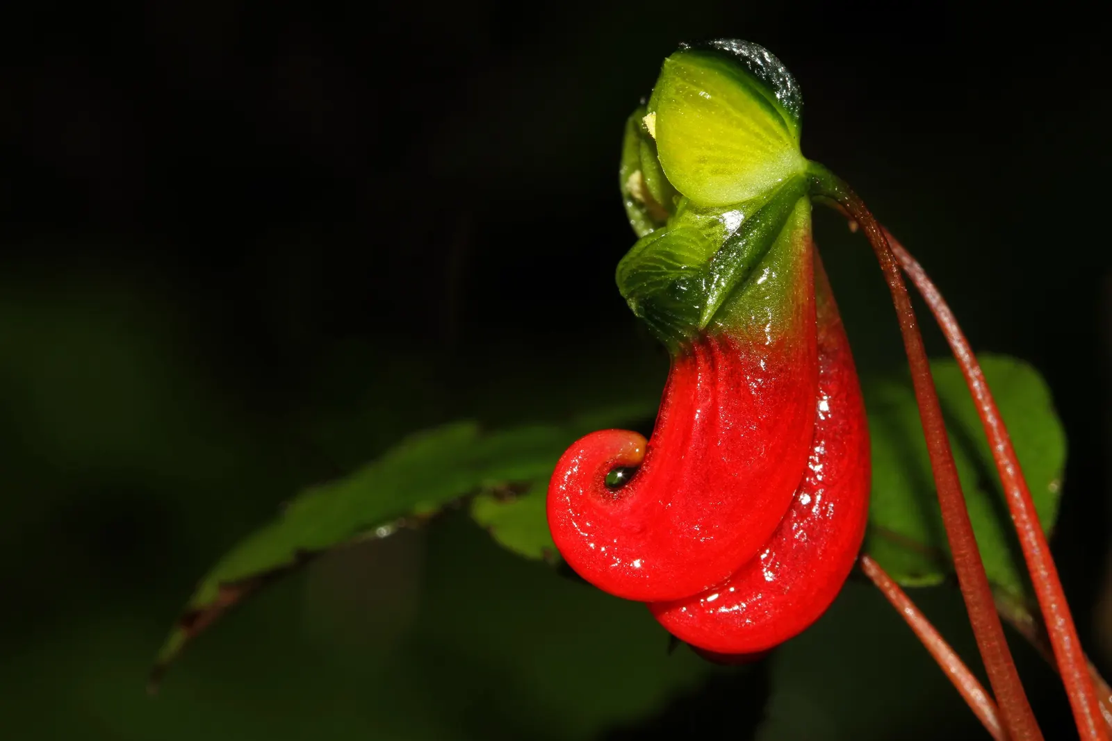 Impatiens, Busy Lizzie (Impatiens Walleriana) — particularly suitable for borders; impatiens walleriana, commonly known as Busy Lizzie, is a vibrant, image 156