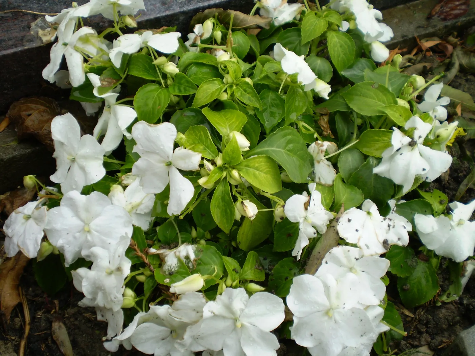 Impatiens, Busy Lizzie (Impatiens Walleriana) — Busy Lizzies produce an abundance of single or double blooms