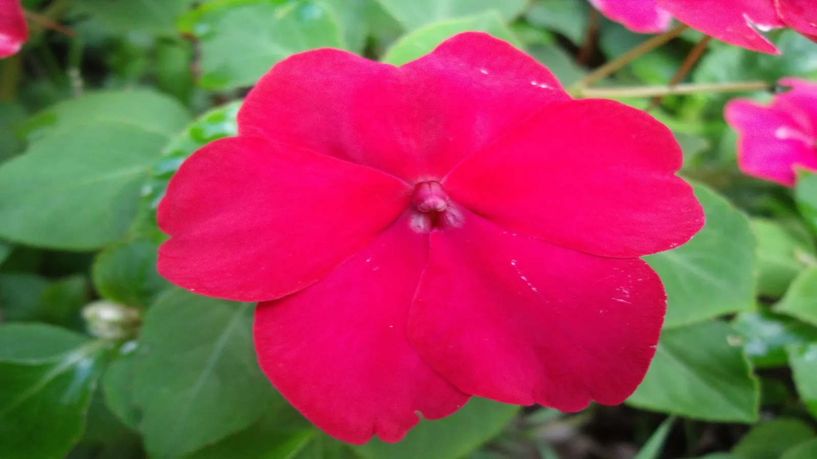 Impatiens, Busy Lizzie (Impatiens Walleriana) — annual / ground cover / perennial with lavender and pink and red and violet blooms; well-draining, image 95