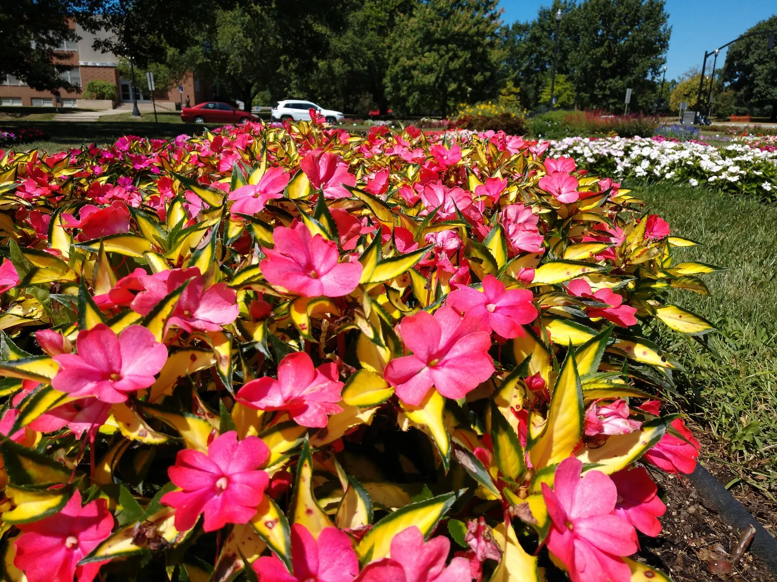 Impatiens, Busy Lizzie (Impatiens Walleriana) — colorful blossoms ranging from white to pink; but care should be taken to avoid waterlogging, image 68