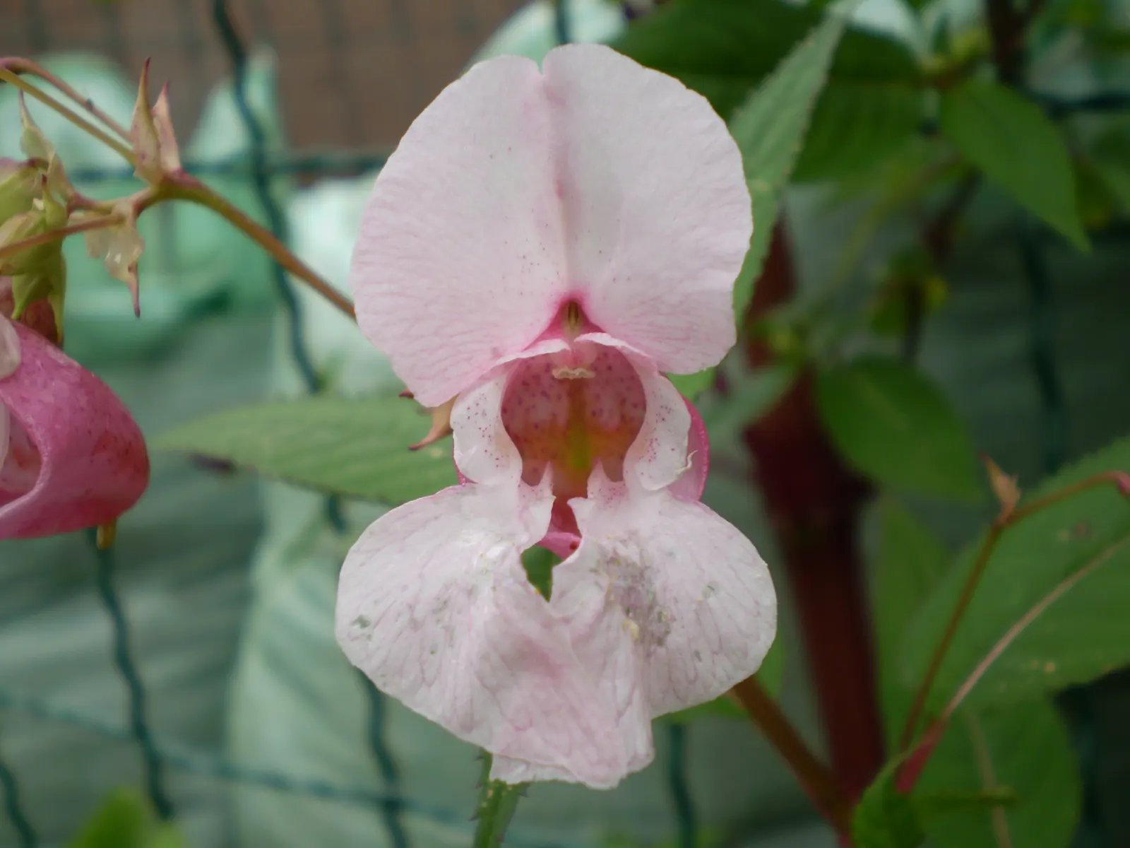 Impatiens, Busy Lizzie (Impatiens Walleriana) — Its glossy foliage is a lush backdrop for its profuse; busy Lizzies produce an abundance of single, image 67