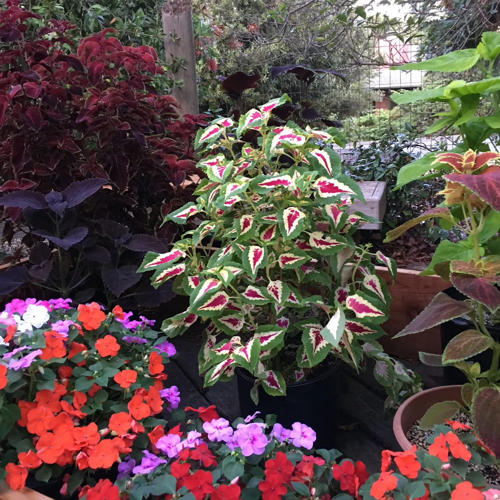 Impatiens, Busy Lizzie (Impatiens Walleriana) — lance-shaped leaves approximately 2 to 3 inches long