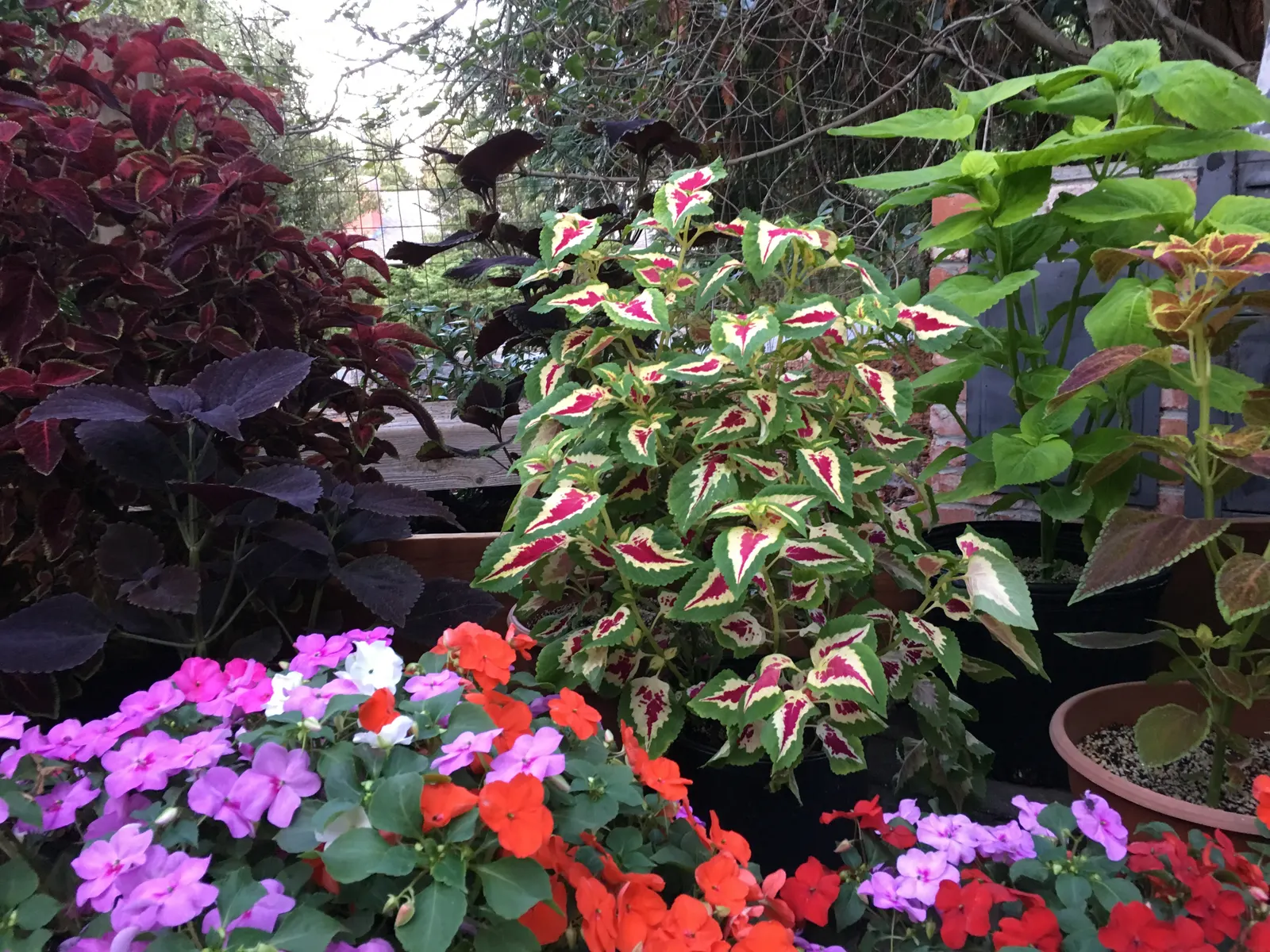Impatiens, Busy Lizzie (Impatiens Walleriana) — Regular watering is necessary; lavender and pink and red and violet flowers in the garden, image 151