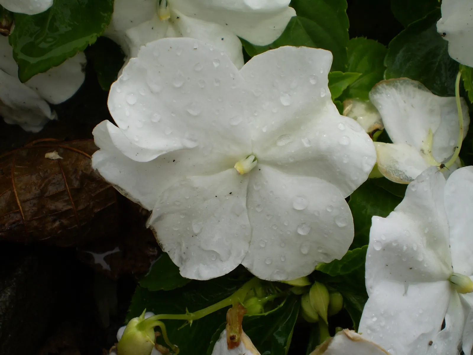 Impatiens, Busy Lizzie (Impatiens Walleriana) — ensuring a lush undergrowth or border display without overwhelming nearby plantings; annual / ground cover /