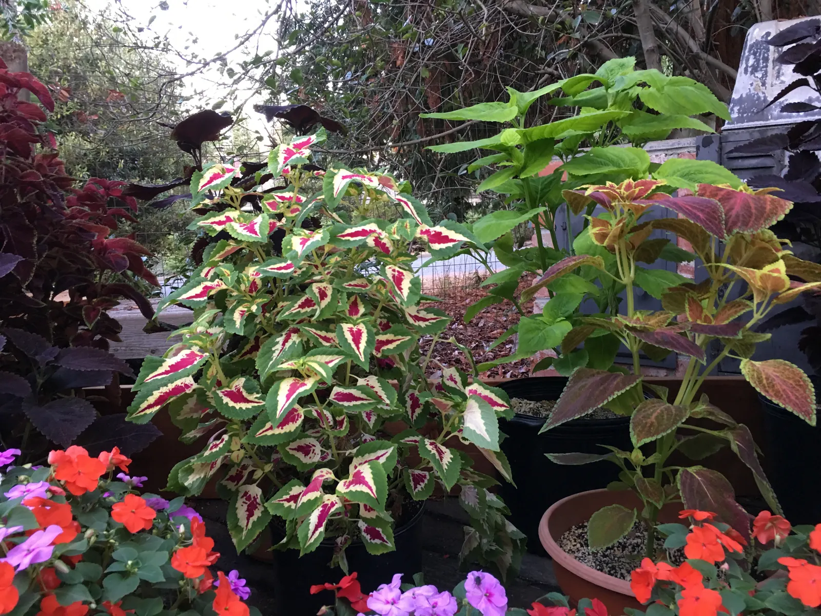 Impatiens, Busy Lizzie (Impatiens Walleriana) — It flourishes in partial to full shade, reaching a height of 6-24 inches with an equal spread, image 130