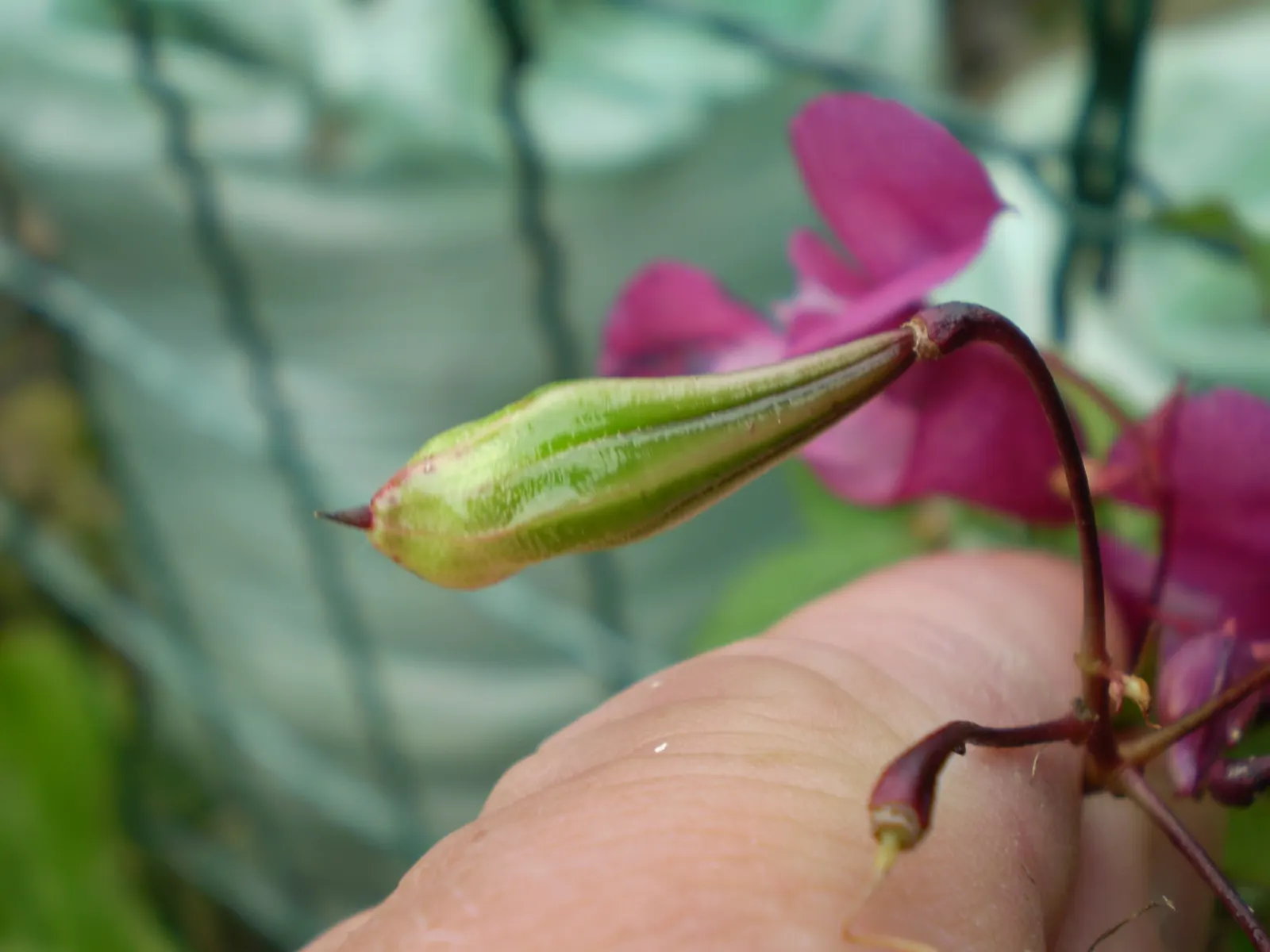 Impatiens, Busy Lizzie (Impatiens Walleriana) — thrives in USDA hardiness zones 10 to 11; green backdrop for the flowers.<br><br>Flowering from, image 140