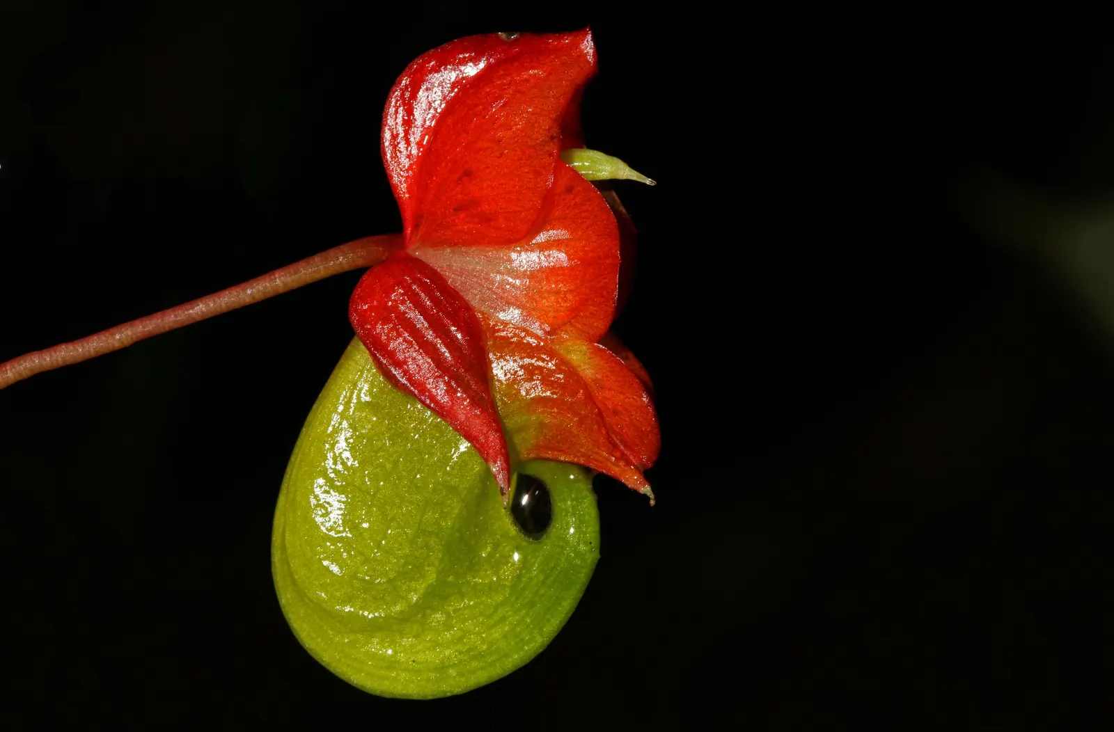 Impatiens, Busy Lizzie (Impatiens Walleriana) — well-drained soil and offers a continuous display of blooms from spring to frost; ensuring a lush undergrowth