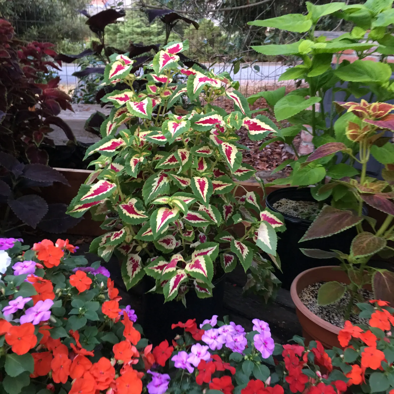 Impatiens, Busy Lizzie (Impatiens Walleriana) — well-drained soil and offers a continuous display of blooms from spring to frost; ensuring a lush, image 167