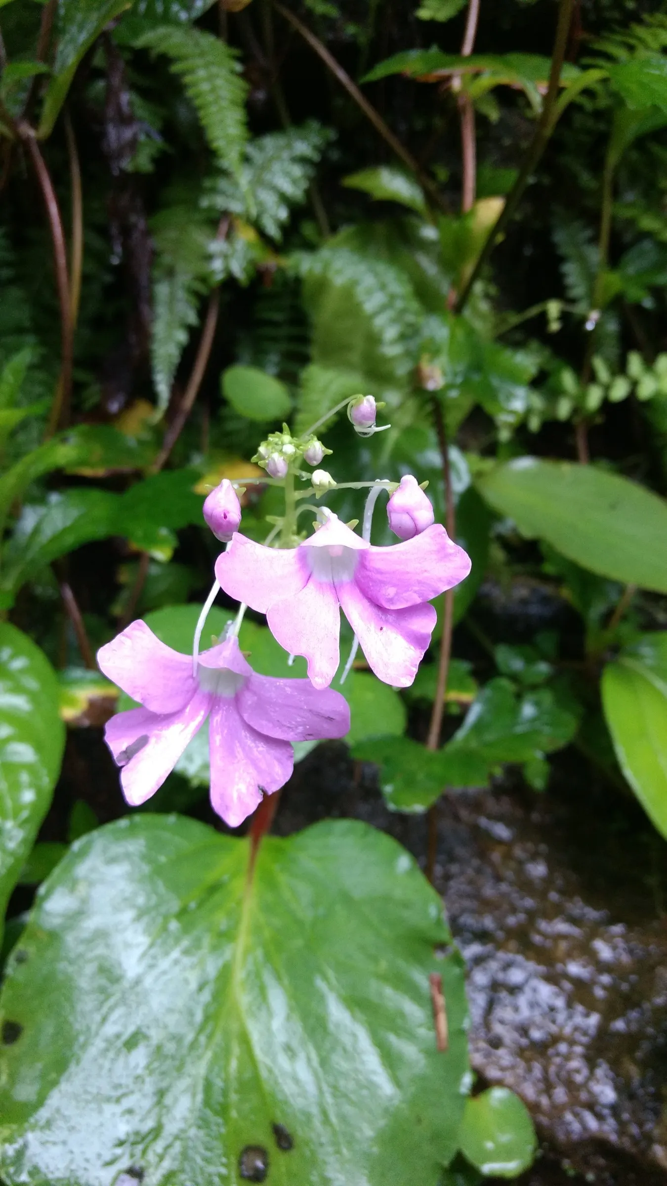 Impatiens, Busy Lizzie (Impatiens Walleriana) — which can lead to root rot