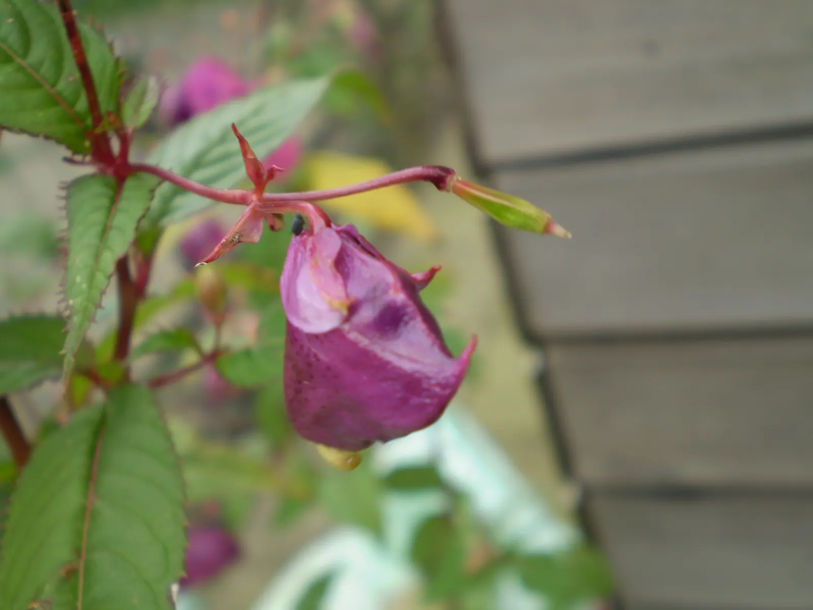 Impatiens, Busy Lizzie (Impatiens Walleriana) — Their succulent stems are laden with glossy; busy Lizzie requires moist