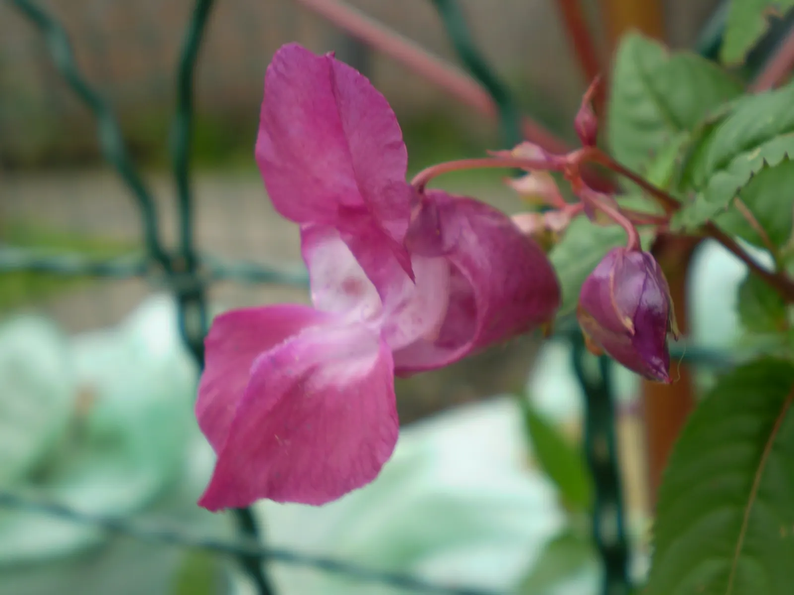 Impatiens, Busy Lizzie (Impatiens Walleriana) — ensuring a lush undergrowth or border display without overwhelming nearby plantings; annual /, image 174