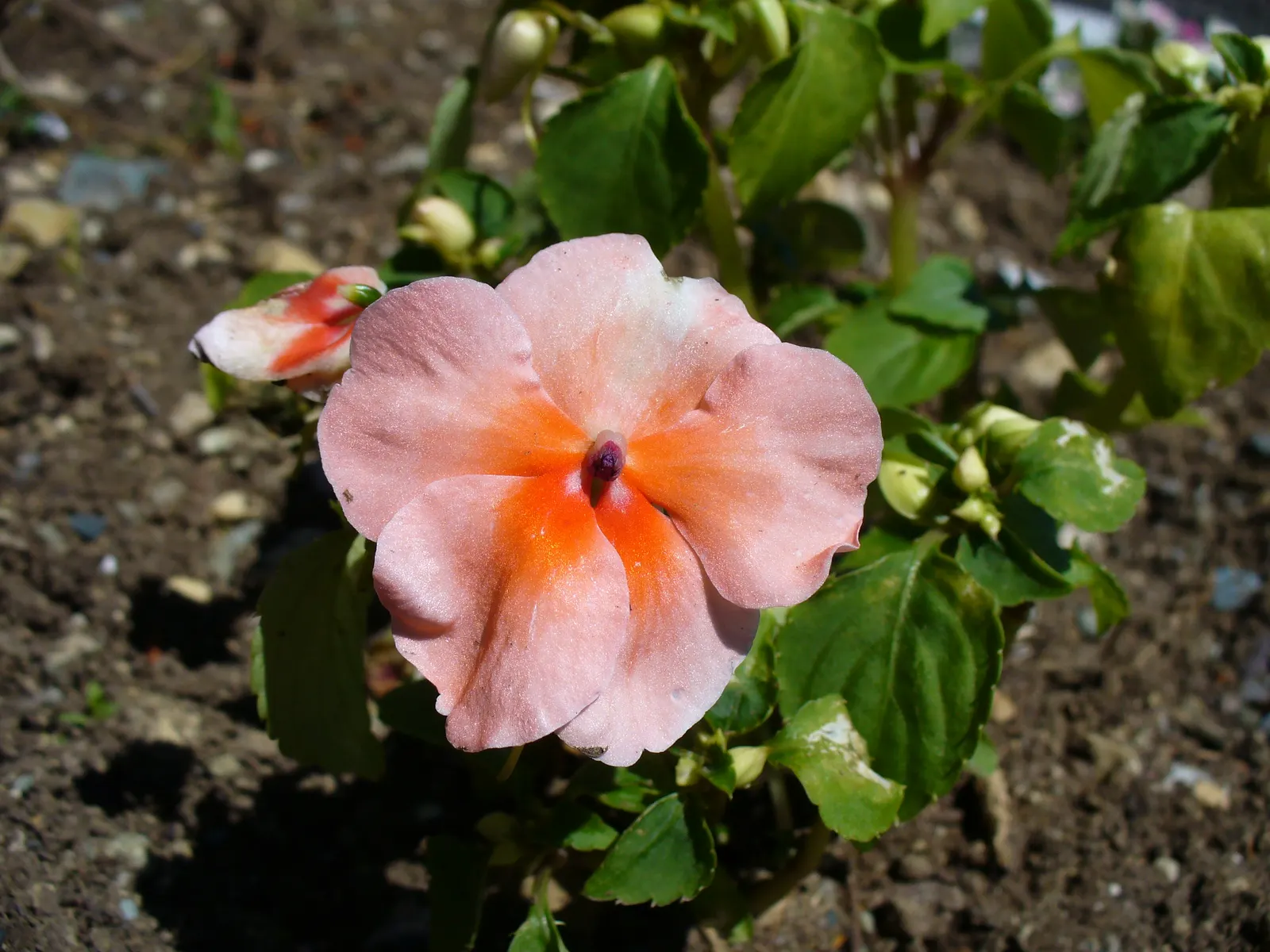 Impatiens, Busy Lizzie (Impatiens Walleriana) — which can lead to root rot; each measuring about 1 to 2 inches in diameter, image 90