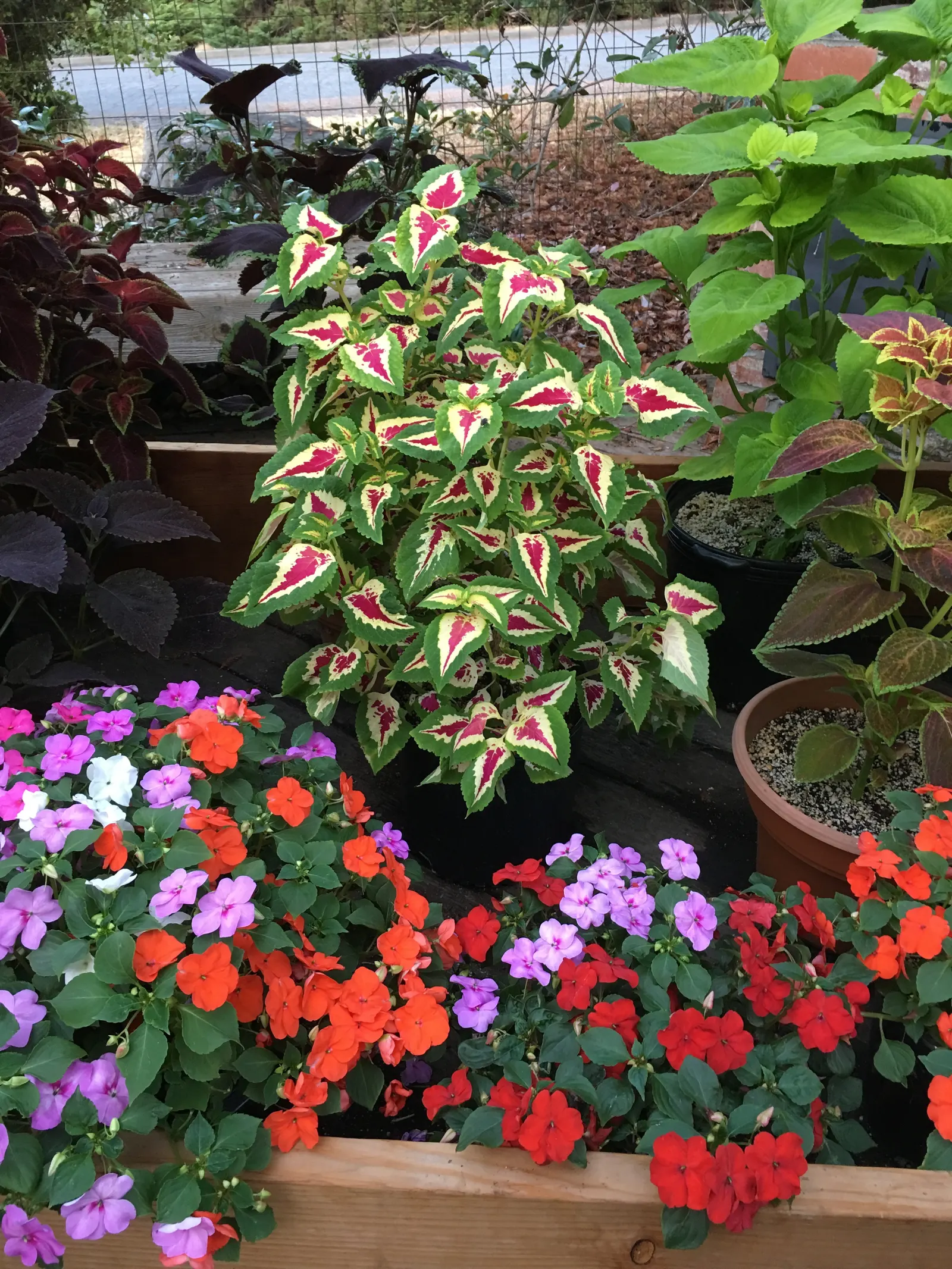 Impatiens, Busy Lizzie (Impatiens Walleriana) — annual / ground cover / perennial with lavender and pink and red and violet blooms