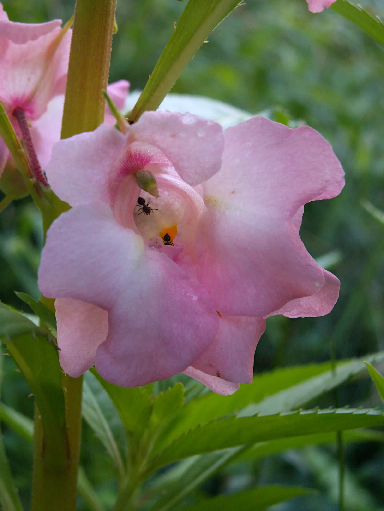 Impatiens, Busy Lizzie (Impatiens Walleriana) — enriching the horticultural tapestry of any shaded garden space; commonly referred to as Busy Lizzie, image 125