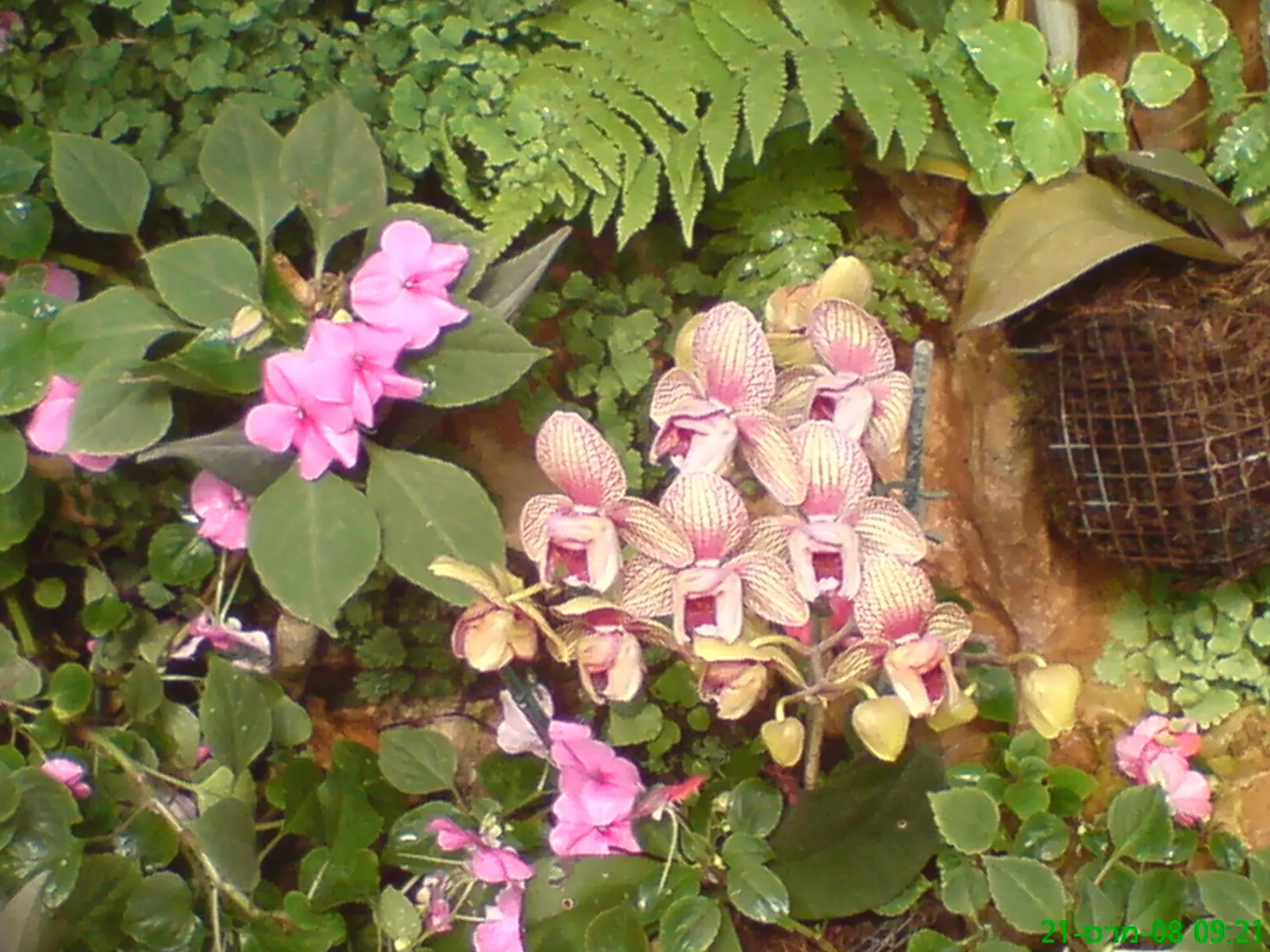 Impatiens, Busy Lizzie (Impatiens Walleriana) — Impatiens walleriana, commonly known as Busy Lizzie, is a vibrant, shade-loving annual; colorful, image 65