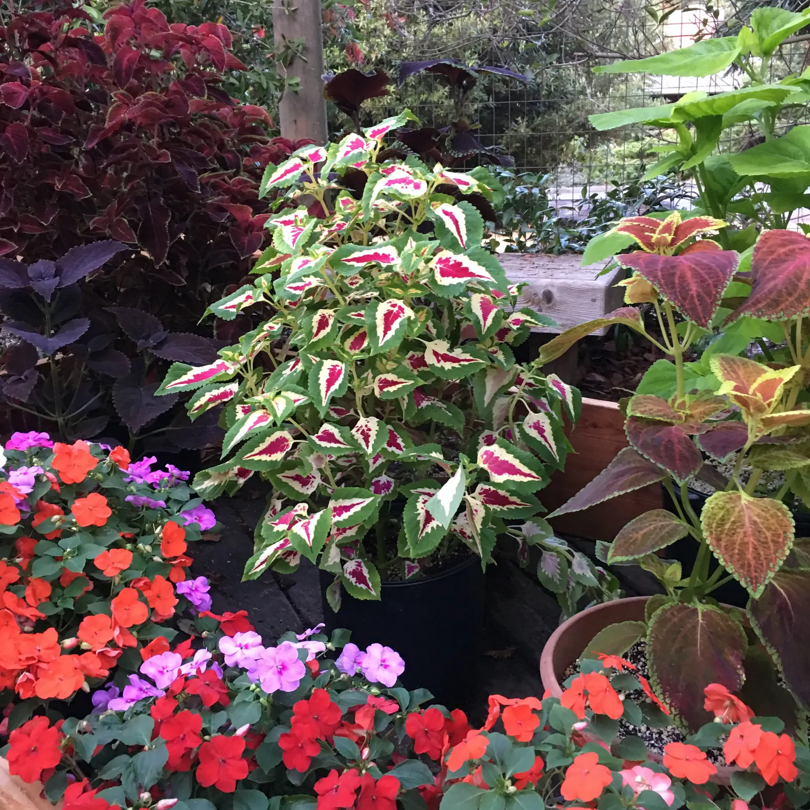 Impatiens, Busy Lizzie (Impatiens Walleriana) — thrives in USDA hardiness zones 10 to 11; green backdrop for the flowers.<br><br>Flowering from, image 172