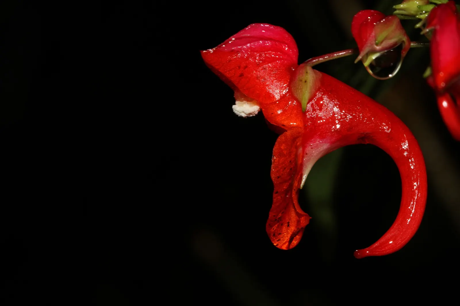 Impatiens, Busy Lizzie (Impatiens Walleriana) — well-draining soil with a slightly acidic to neutral pH; regular watering is necessary