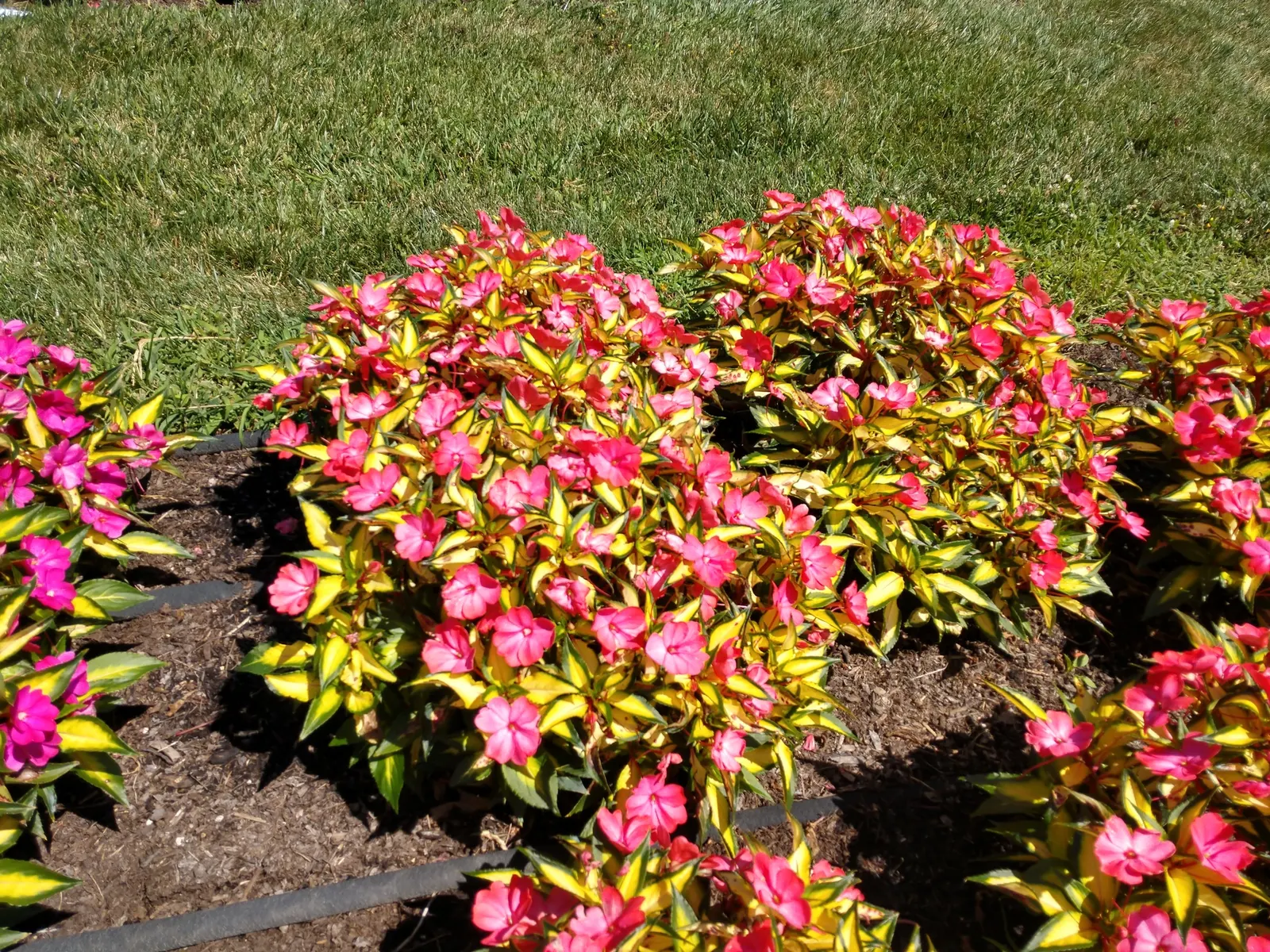 Impatiens, Busy Lizzie (Impatiens Walleriana) — This herbaceous perennial; its glossy foliage is a lush backdrop for its profuse, image 74