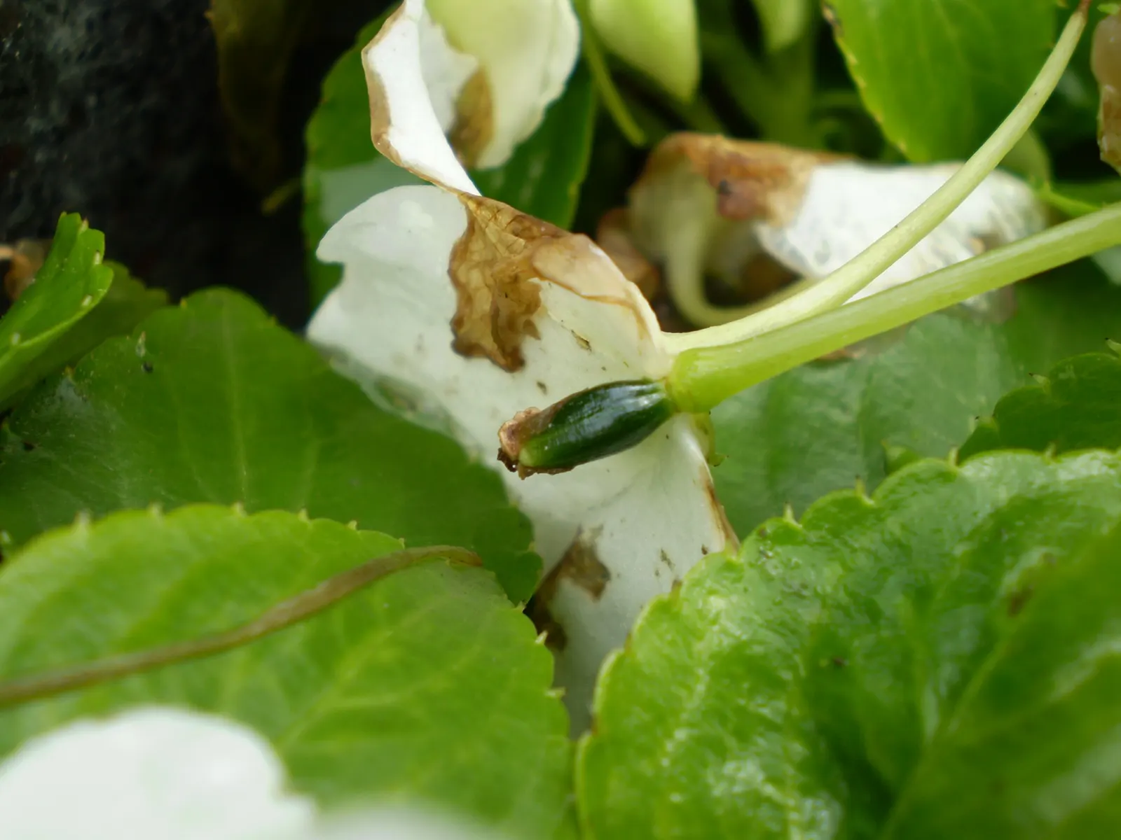 Impatiens, Busy Lizzie (Impatiens Walleriana) — annual / ground cover / perennial for half or shade