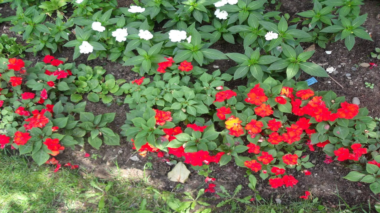 Impatiens, Busy Lizzie (Impatiens Walleriana) — Busy Lizzies produce an abundance of single or double blooms; these low-maintenance plants require, image 114