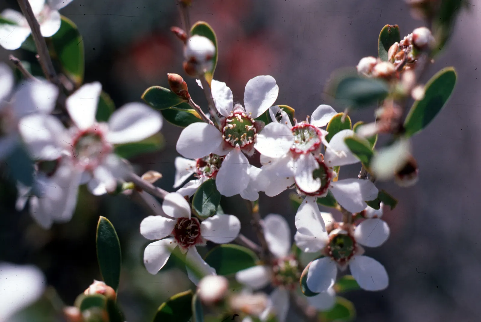 White Flowering Tea Tree (Leptospermum scoparium 'Album Flore Pleno') — Leptospermum scoparium 'Alba Plenum,' a compact evergreen shrub