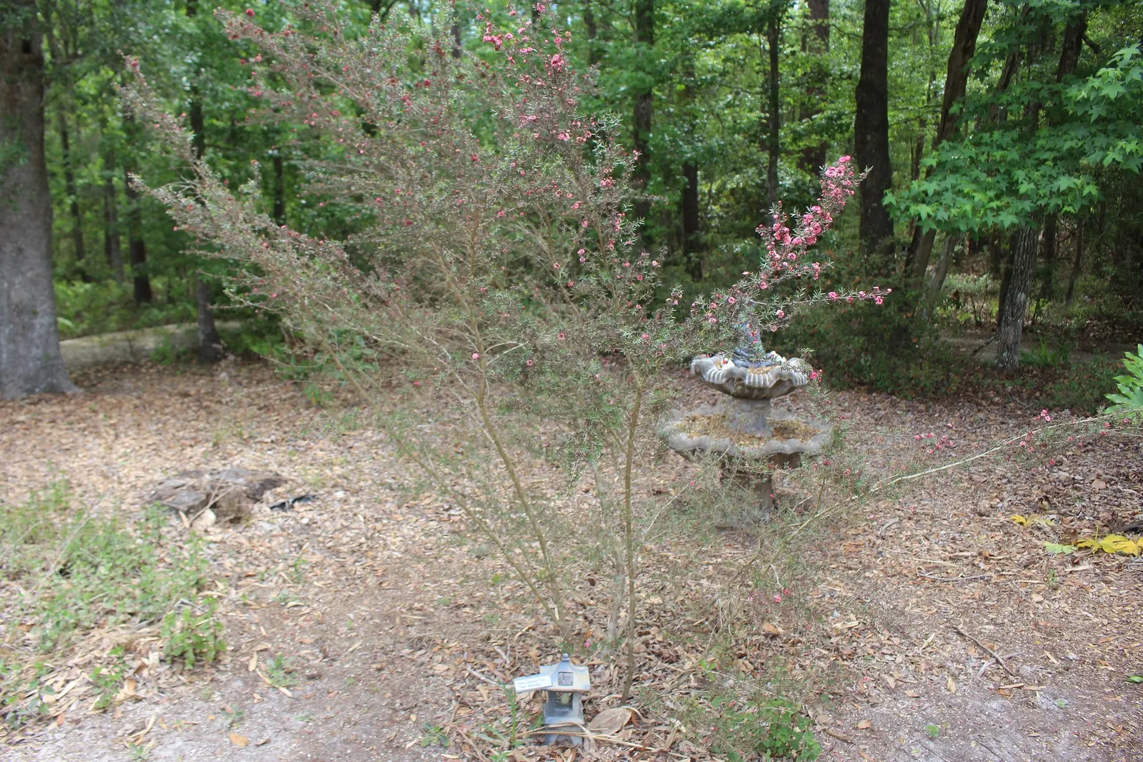 White Flowering Tea Tree (Leptospermum scoparium 'Album Flore Pleno') — It is hardy in USDA Zones 8 through 11 and exhibits tolerance to drought once