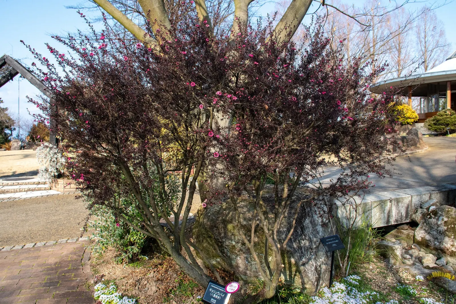 White Flowering Tea Tree (Leptospermum scoparium 'Album Flore Pleno') — the 'Alba Flore Pleno' provides a wonderful contrast against the bright white