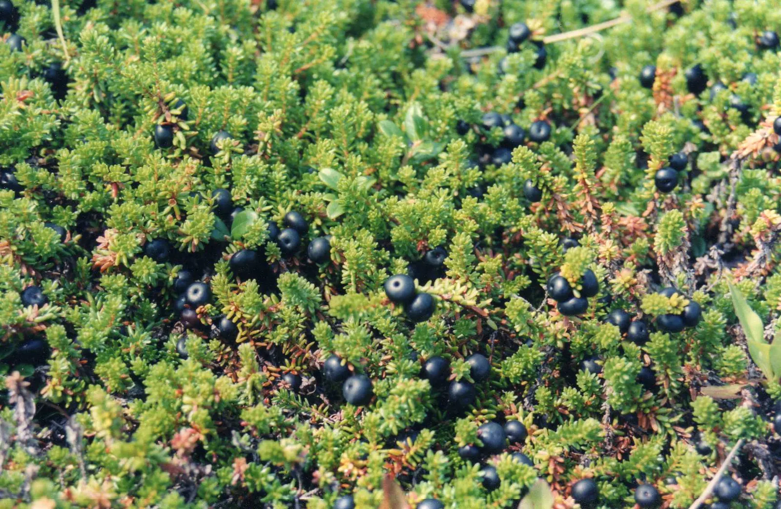 Dwarf Black Spruce (Picea Mariana 'Nana') — Typically reaching 2-4 feet high with a 3-5 feet spread