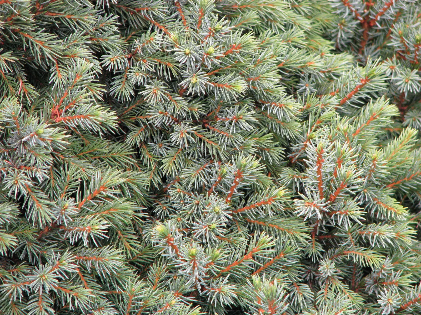 Dwarf Black Spruce (Picea Mariana 'Nana') — bluish-green needles and a dense
