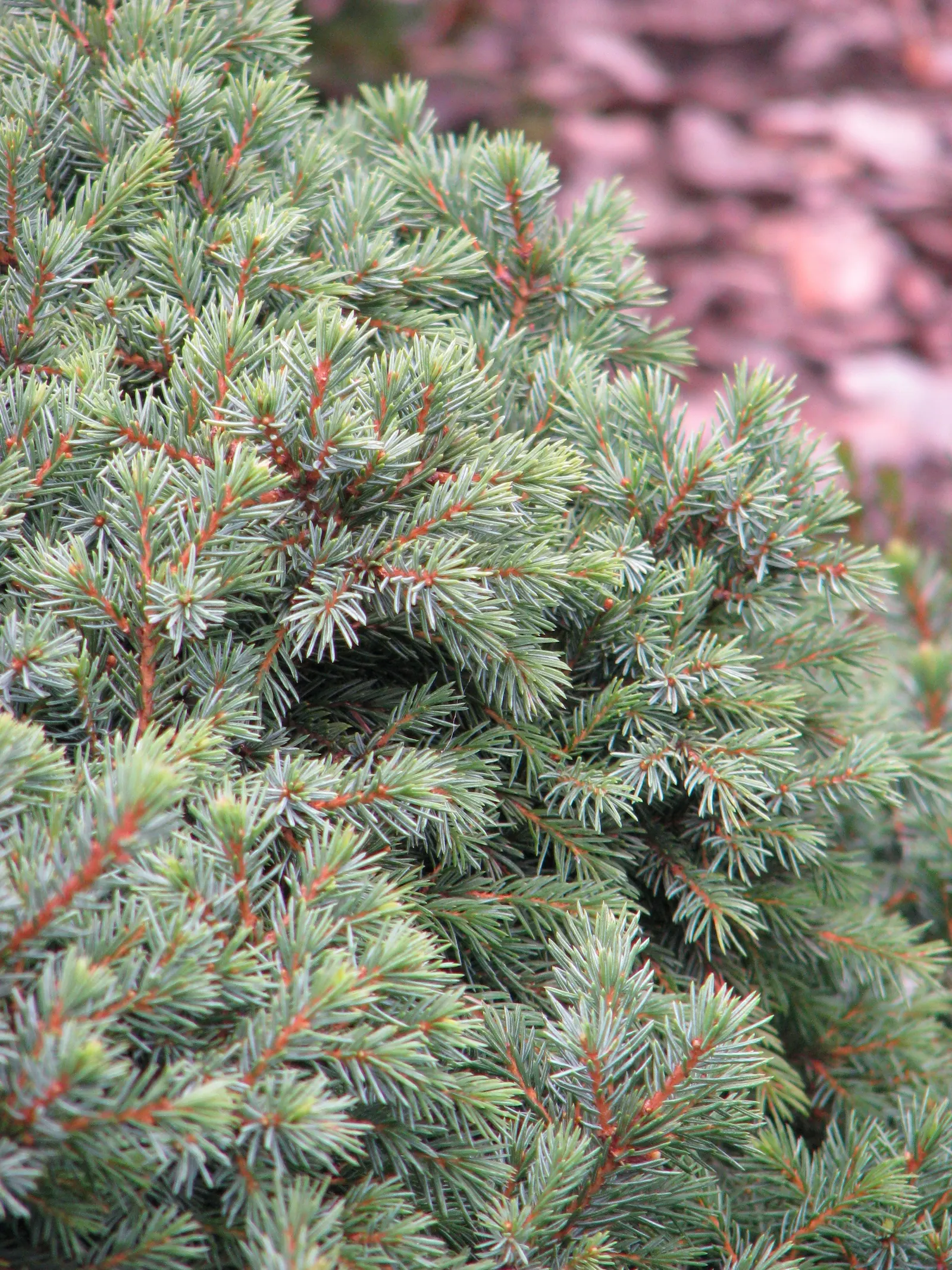 Dwarf Black Spruce (Picea Mariana 'Nana') — Hardy in zones 2-6, it‚Äôs perfect for small gardens or rockeries