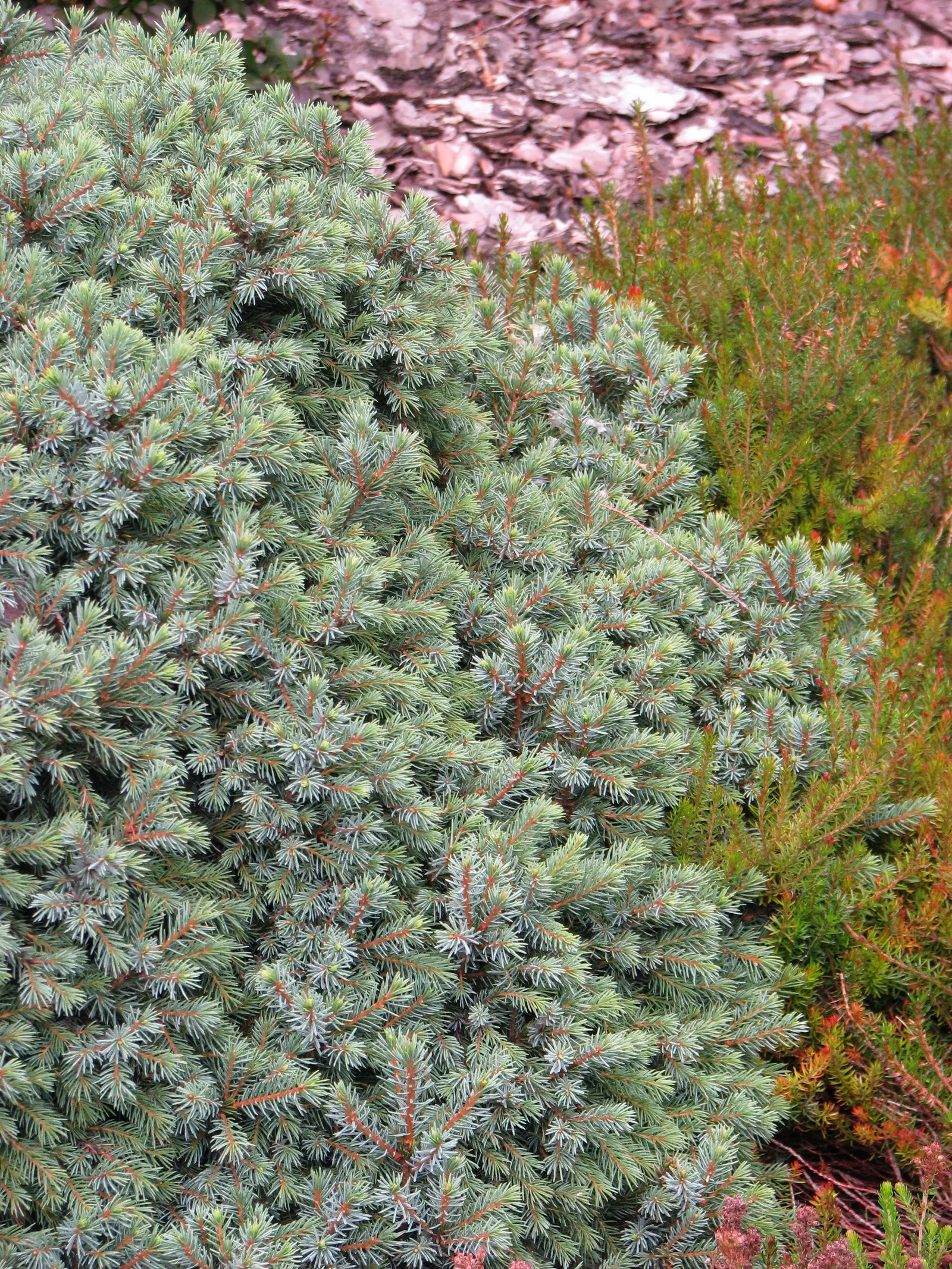 Dwarf Black Spruce (Picea Mariana 'Nana') — It requires well-drained soil and full to partial sun, with minimal pruning