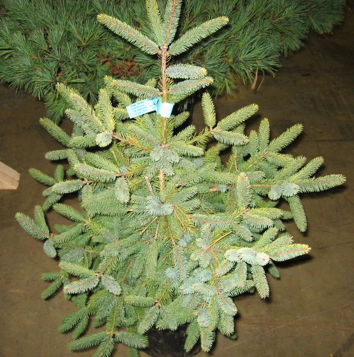 Dwarf Black Spruce (Picea Mariana 'Nana') — Its slow growth and resilience make it a low-maintenance addition to any landscape