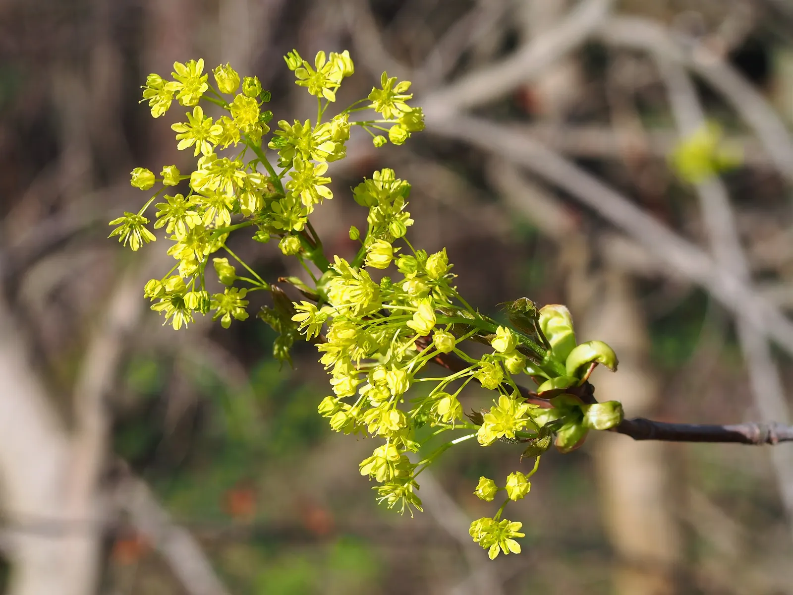 Norway Maple (Acer Platanoides) — An added ornamental feature is the tree's yellow to gold fall foliage; as its root system can become quite, image 75