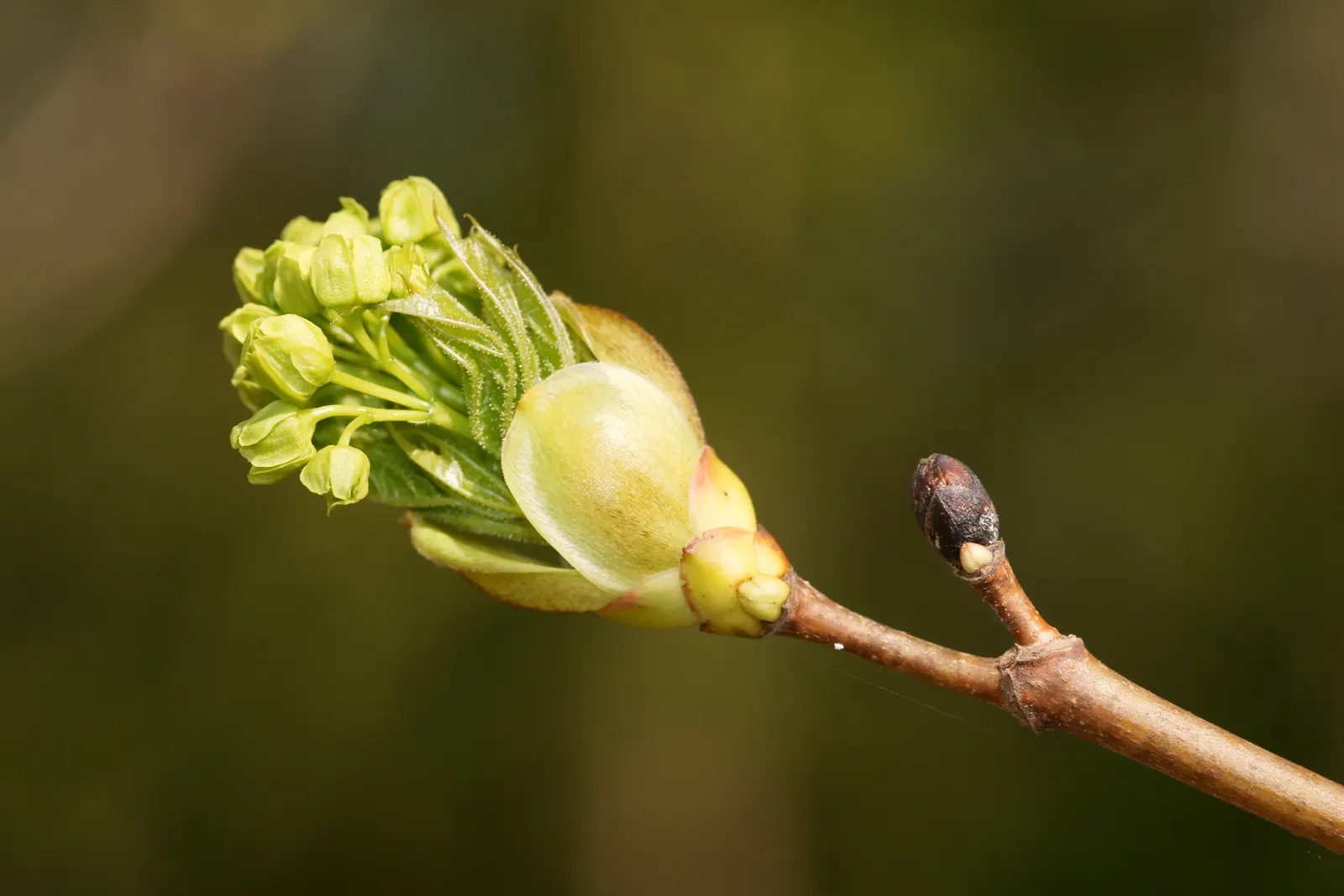 Norway Maple (Acer Platanoides) — the Norway Maple is an excellent choice; however; which span approximately 4 to 7 inches across and showcase a, image 62