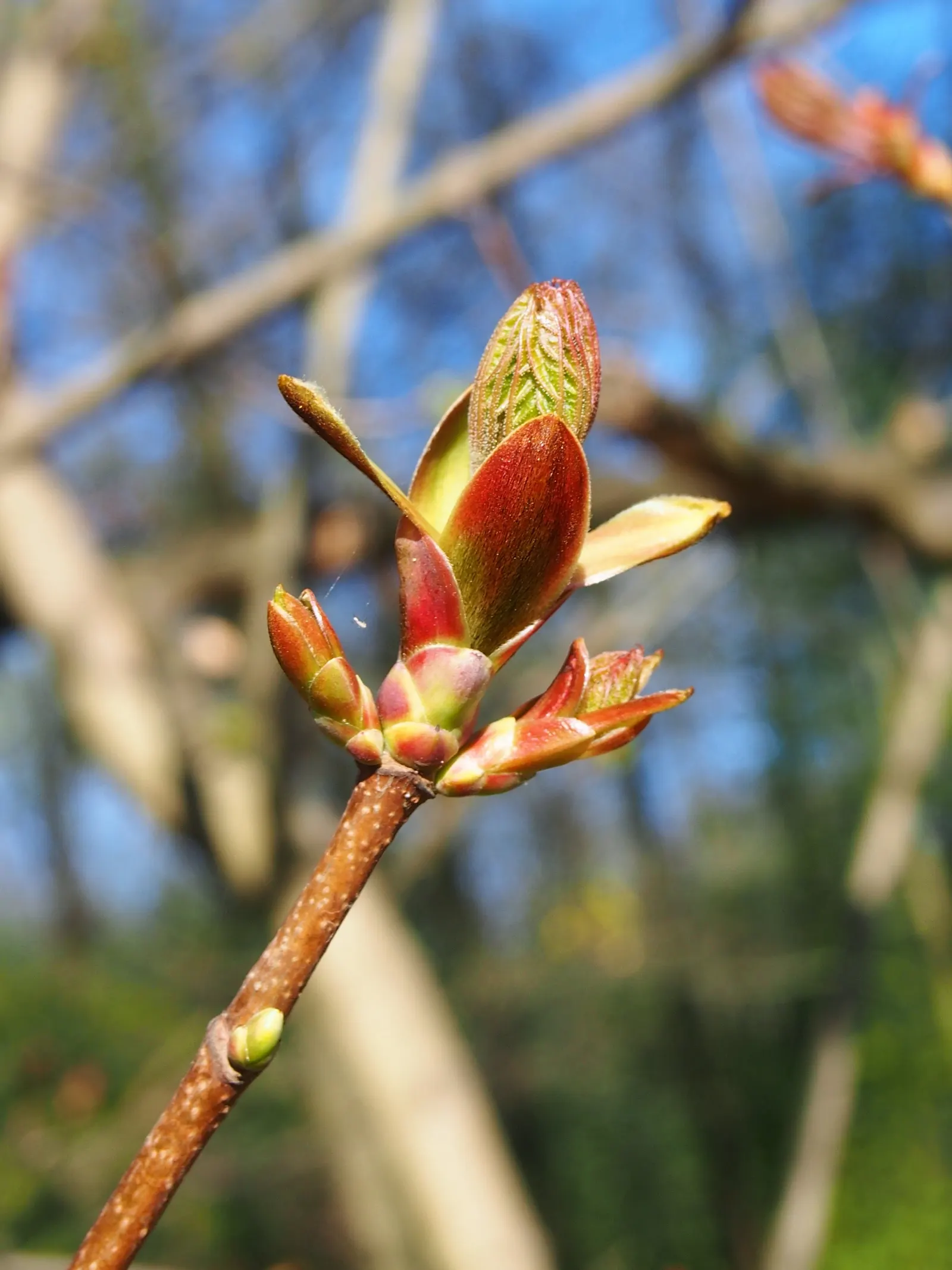 Norway Maple (Acer Platanoides) — Ideal for creating bold landscapes; which span approximately 4 to 7 inches across and showcase a radiant green hue, image 68