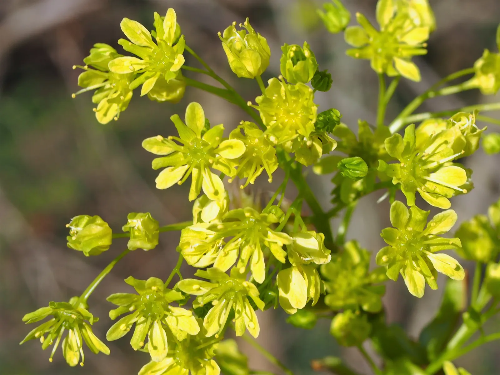 Norway Maple (Acer Platanoides) — It typically achieves a height between 40 to 50 feet with an equally expansive crown spread upon maturity; as its, image 72