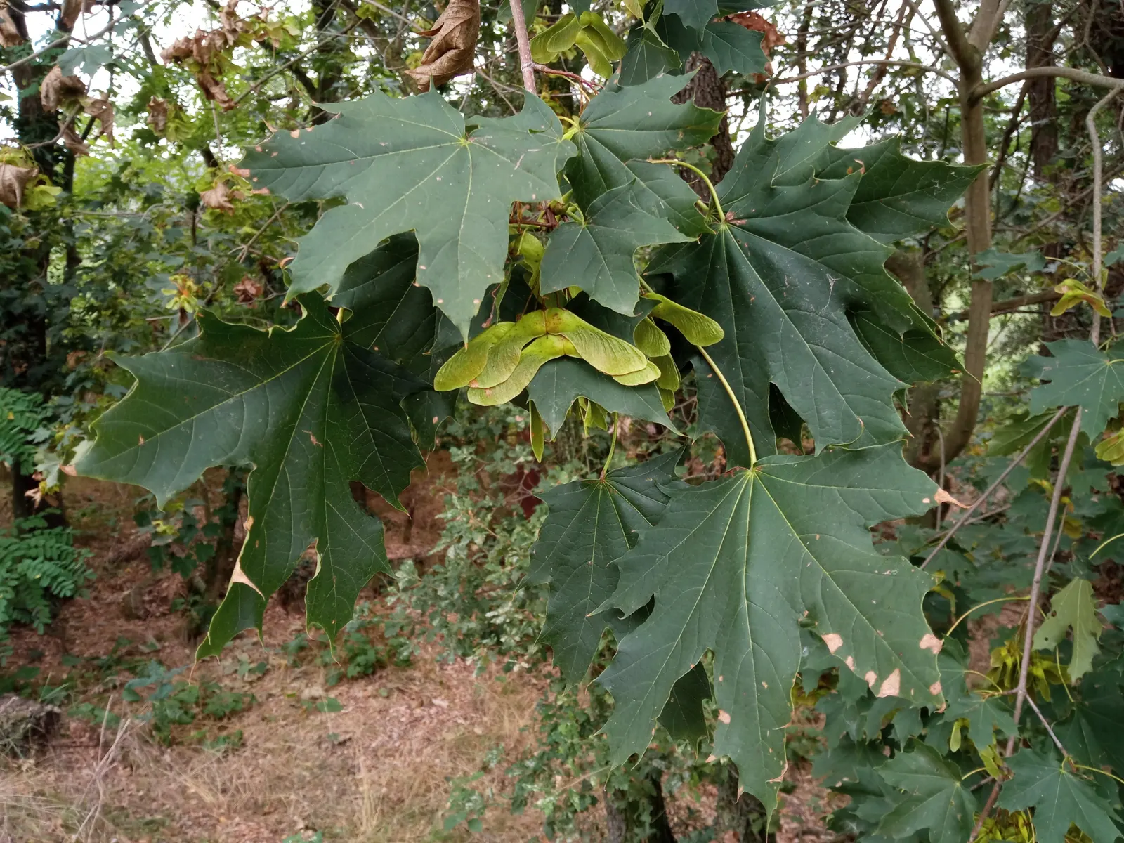 Norway Maple (Acer Platanoides) — Acer platanoides, or Norway Maple, is a deciduous shade tree reaching 40-50 feet high with an equal spread, image 64