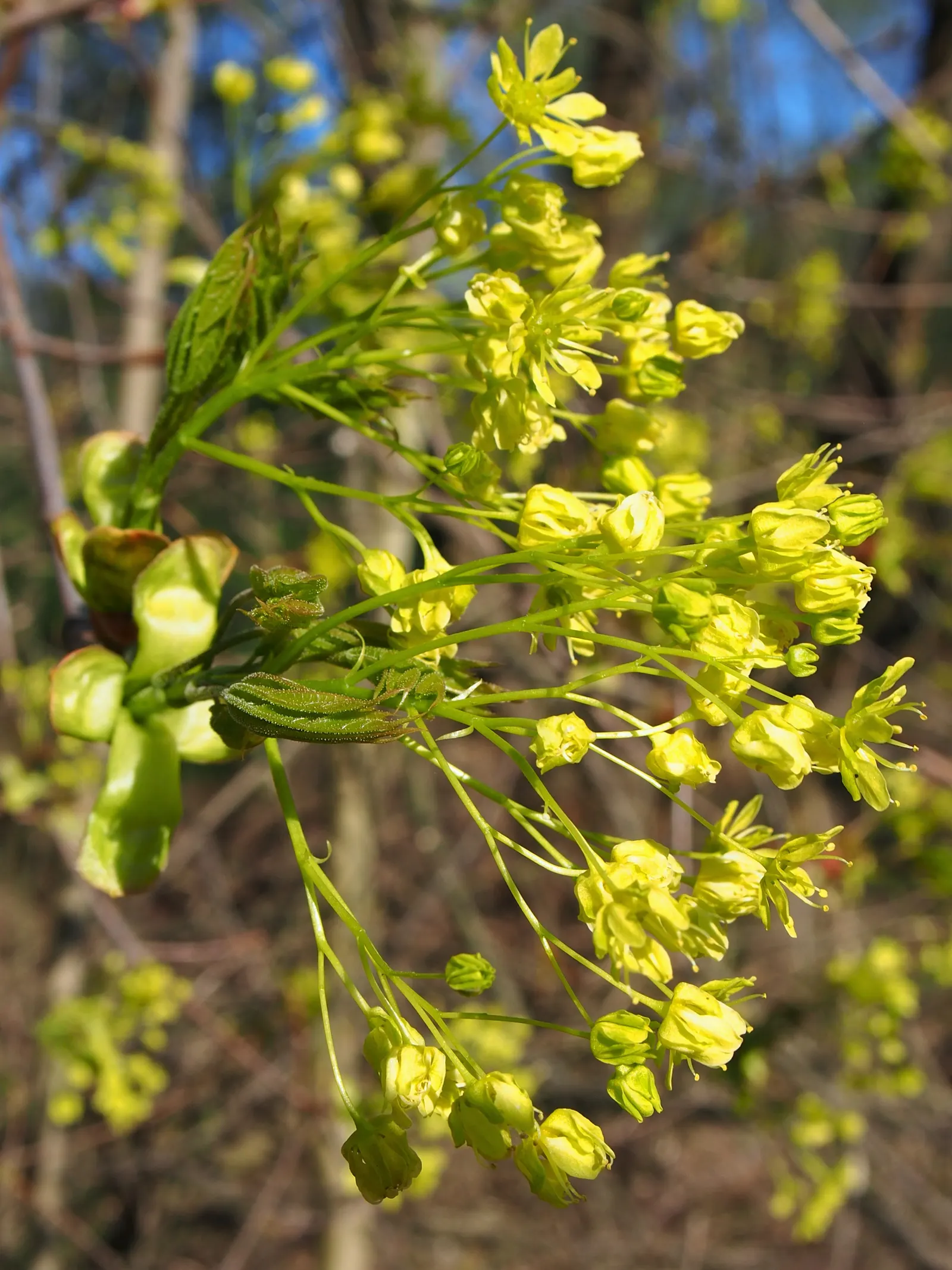 Norway Maple (Acer Platanoides) — it offers ample canopy cover but may inhibit underplantings due to dense shade and shallow roots; as its root, image 69