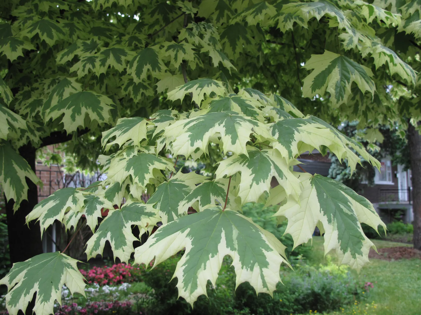 Norway Maple (Acer Platanoides) — The foliage turns vibrant yellow in fall; as its root system can become quite invasive, image 66